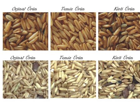 buğday renk ayırma makinesi